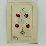 100 Writing and Crafting Papers of Fruit