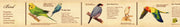 Book of Birds MT ex | Washi Tape