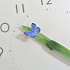 Perch Clock - Ruri - Butterfly