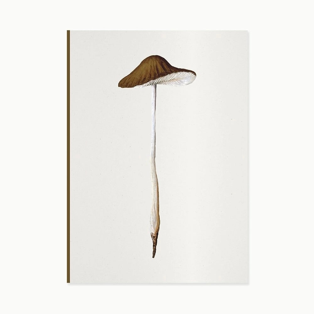 Fungi Journal Collection | Agaricus Radicatus