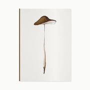 Fungi Journal Collection | Agaricus Radicatus