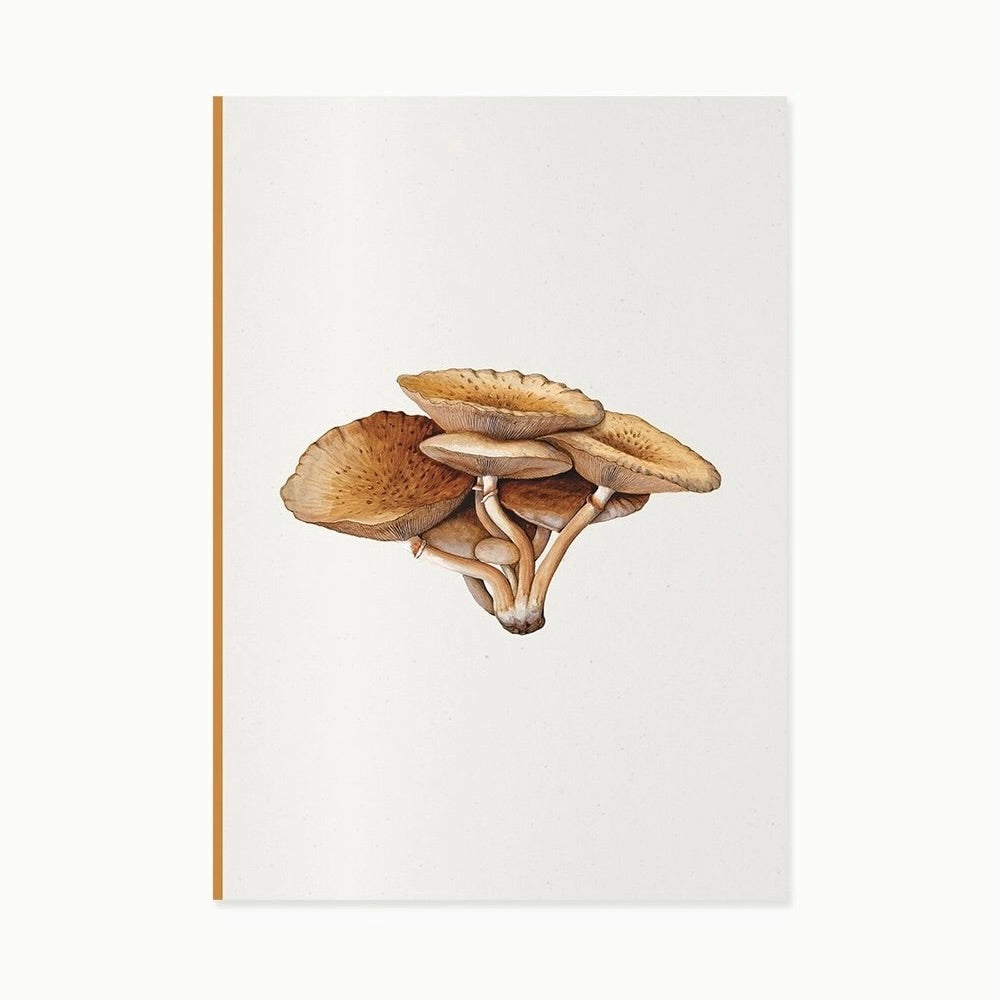 Fungi Journal Collection | Inocybe Pudica