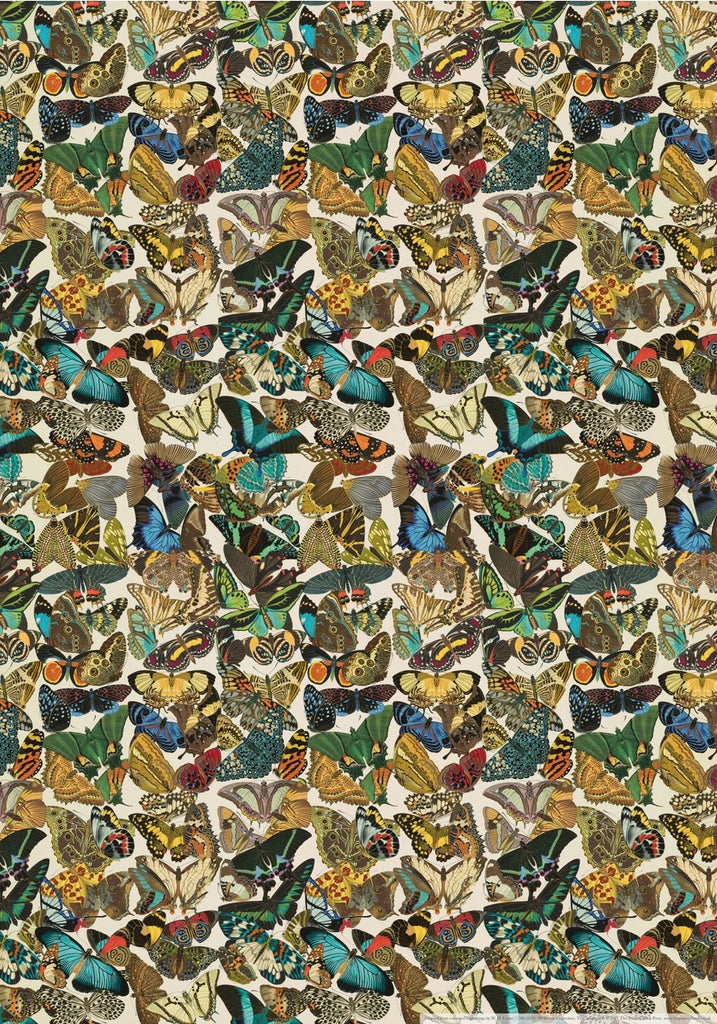 Butterflies Print/Wrap
