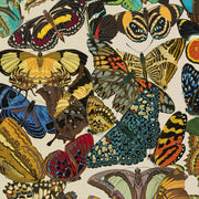 Butterflies Print/Wrap